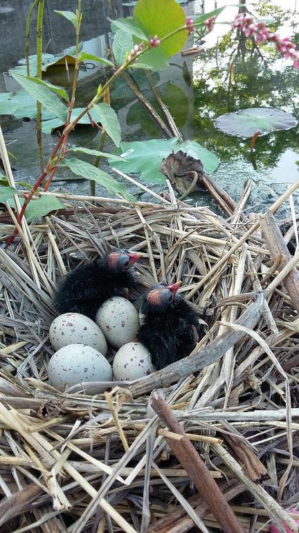 Water Bird Family Apartment Toucheng Exterior photo